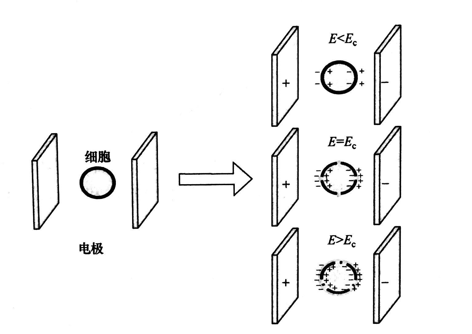 PEF等離子處理的基本原理和典型模型，普樂(lè)斯等離子體清洗機(jī)介紹