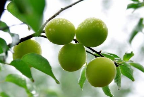 芒種時節(jié)，習(xí)俗不“盲”-普樂斯等離子清洗機